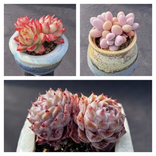 【两颗包邮 】一物一拍店长推荐多肉植物阳台组合盆栽阿猫家土屋