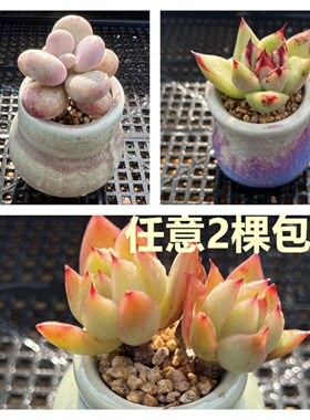 【两颗包邮 】多肉植物精控拇指盆一物一拍可爱萌物阳台组合盆栽