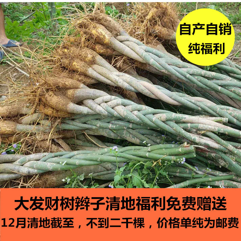 发财树盆栽室内绿植花卉植物办公室桌面盆景防辐射摇钱招财树包邮
