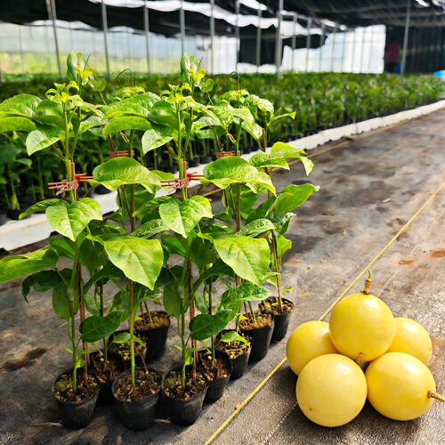 大果纯甜百香果树苗嫁接苗爬藤四季结果纯甜大果百香果苗盆栽