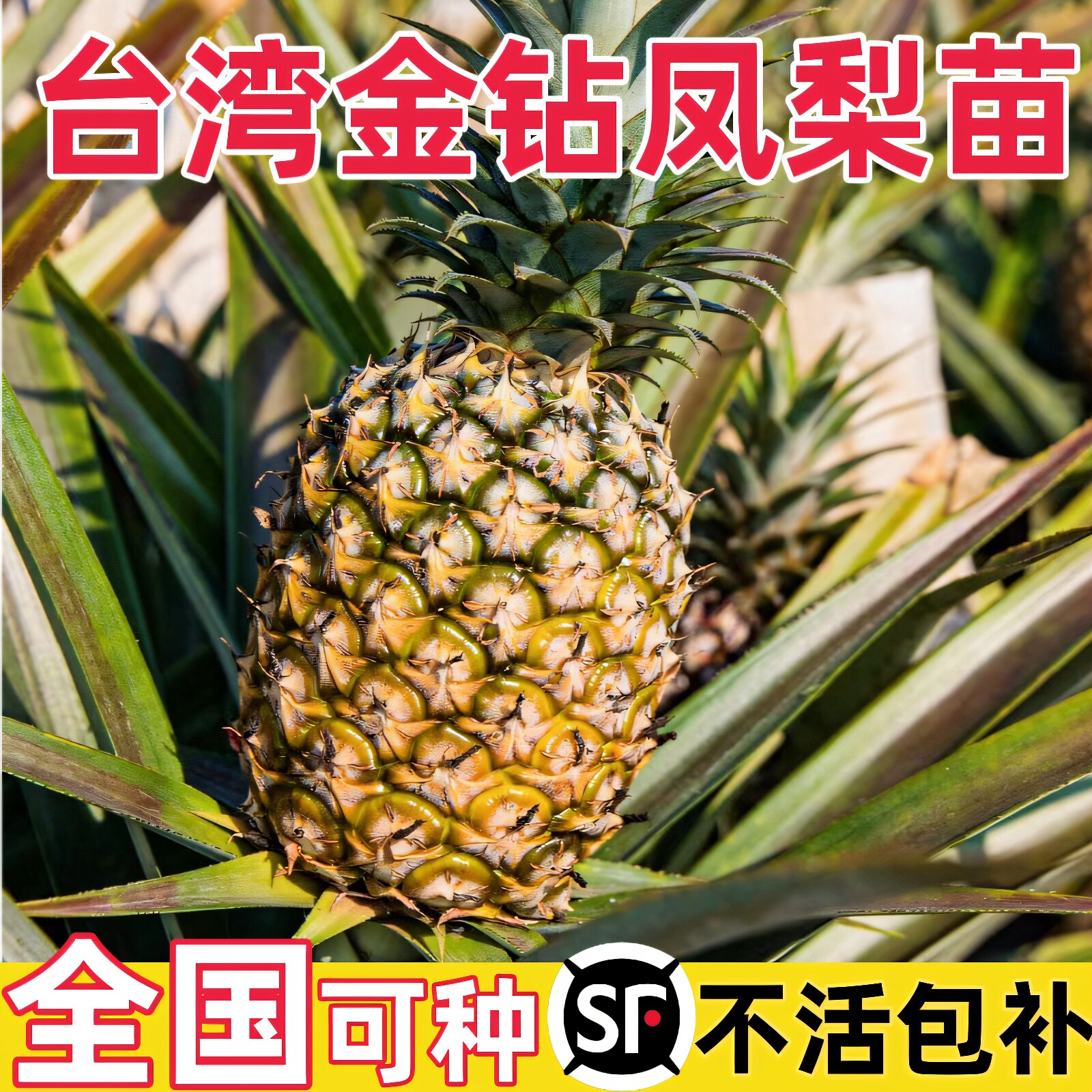 正宗金钻凤梨苗带根带叶阳台庭院盆栽地栽西瓜凤梨芒果菠萝果树苗图片