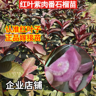 新品种紫叶番石榴树苗胭脂红心紫肉芭乐嫁接树苗四季种植当年结果