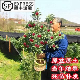嫁接杨梅树苗正宗黑炭东魁杨梅苗树盆栽南方地栽当年结果特大杯苗