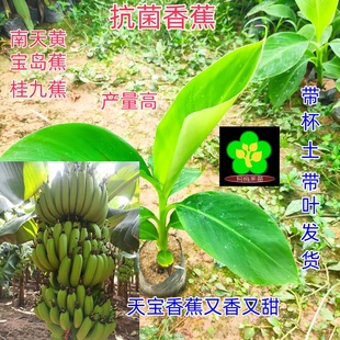 南天黄 苗 宝岛蕉 袋装 高杆 抗菌脱毒试管苗 正宗漳州天宝香蕉苗