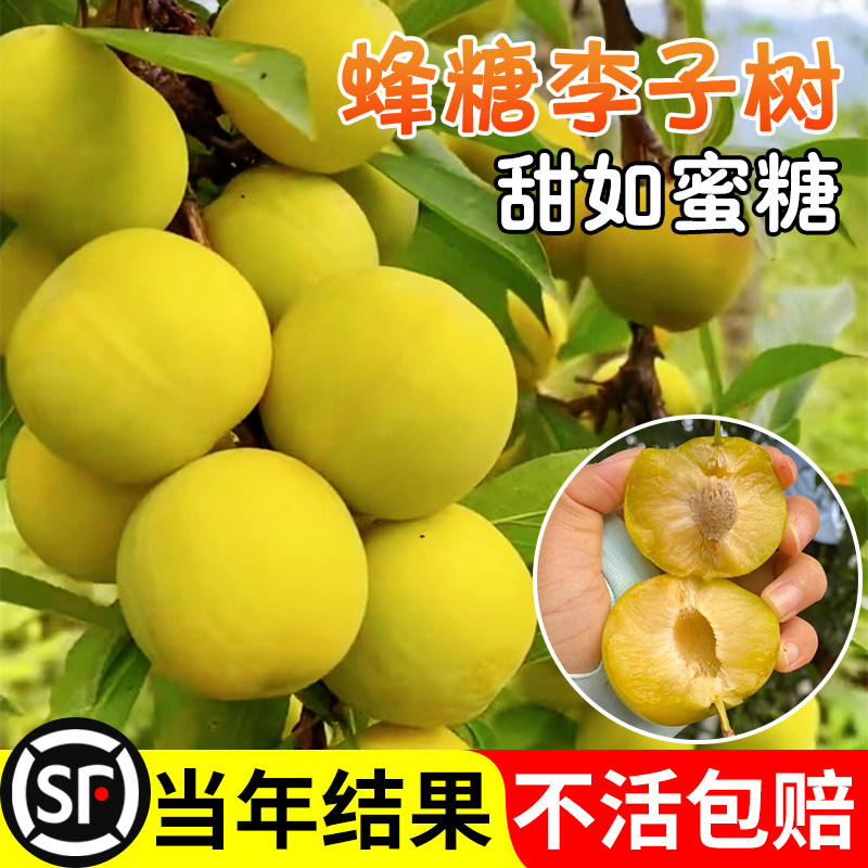 蜂糖李子树苗贵州六马三华新品种水果树果苗阳台盆栽南方北方种植图片