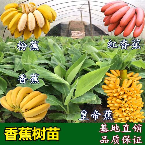 香蕉苗树苗巴西矮化小米蕉 粉蕉 皇帝焦 西贡蕉 红蕉南方当年结果