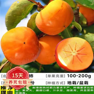 柿子苗树甜脆柿子日本太秋罗田柿子嫁接苗优良水果树苗南北方带土