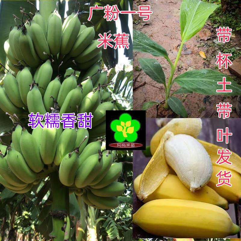 漳州天宝香蕉苗 粉蕉苗 米蕉苗 苹果蕉 广粉一号  抗菌苗 高杆苗