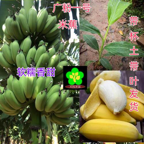 漳州天宝香蕉苗 粉蕉苗 米蕉苗 苹果蕉 广粉一号  抗菌苗 高杆苗
