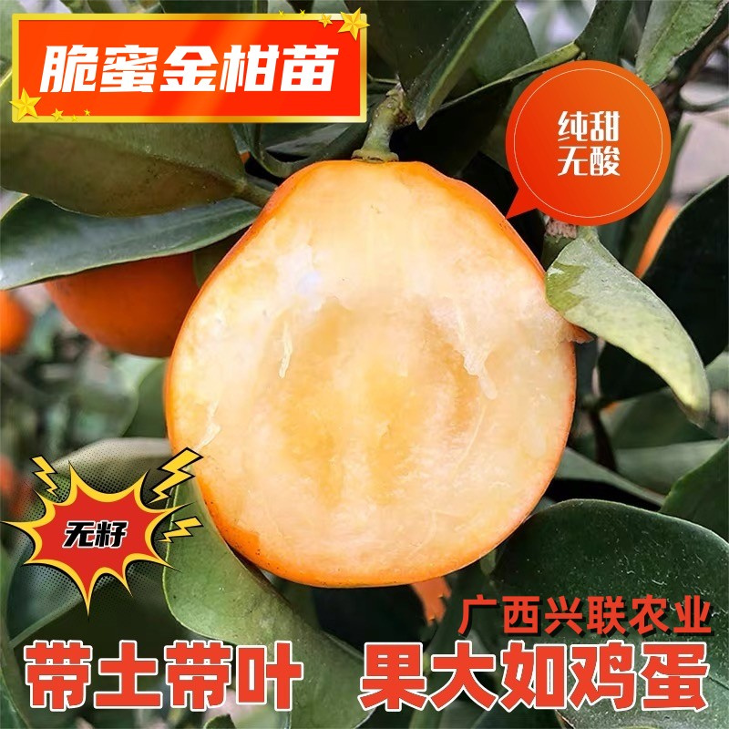 广西融安大果脆蜜金柑苗三代脆皮带果金桔树树苗耐寒嫁接当年结果