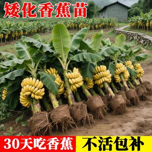 矮化香蕉粉蕉小米蕉苹果蕉红蕉苗芭蕉大苗南方当年结果