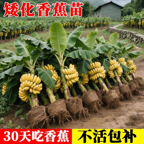 矮化香蕉粉蕉小米蕉苹果蕉红蕉苗芭蕉大苗南方当年结果