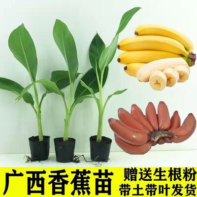 香蕉树苗 粉蕉小米蕉红香蕉皇帝蕉威廉斯苹果蕉 南方庭院户外种植