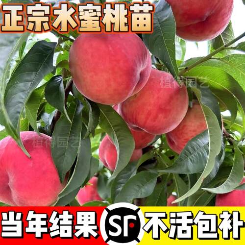 早熟水蜜桃树苗嫁接黄桃树南方北方种植桃树水果苗当年结果