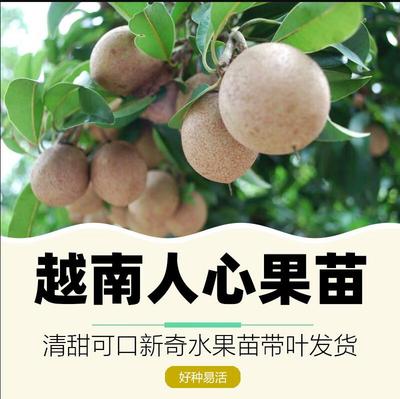 人心果苗树苗带果发盆栽特大人心果树苗庭院南方种北方种当年结果