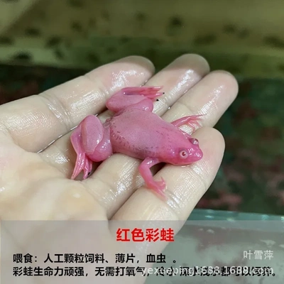 观赏蛙金蛙彩蛙龙鱼饲料儿童宠物角蛙活体淡水冷水好养耐活青蛙