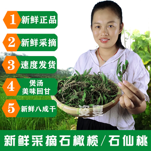 石橄榄草500g新鲜双叶单叶石仙桃果种植盆栽石上莲中药材炖汤煲汤