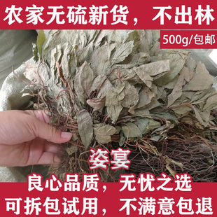 不出林中药材矮地茶 野生叶底珠 叶下红热销紫金牛平地木500g包邮