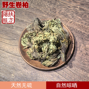 扶阳经方 四川野生卷柏 九死还魂草 见水还阳草长生草不死草