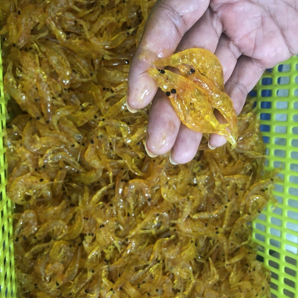 南极磷虾砖3L秘制南极虾蜜制南极磷虾黄鲷石斑白腊黄鸡海钓面饵虾