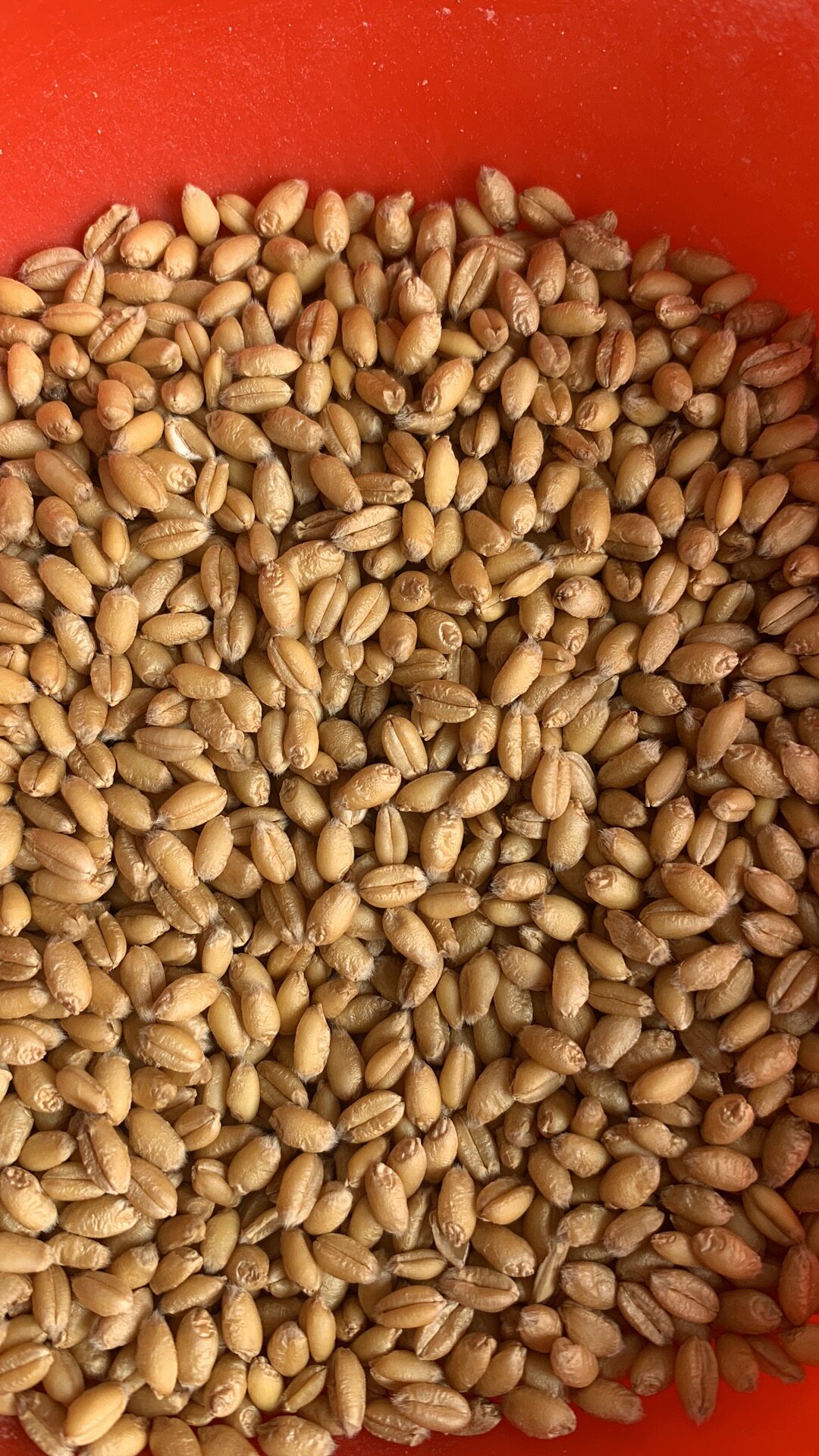 农家自产新小麦粒草种子榨汁小麦钓鱼饵鸡鸭鹅鸟饲料干麦粒5斤