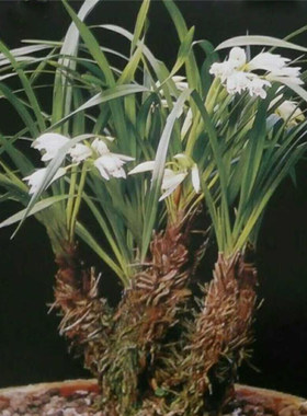 兰花综根雪兰云南虎头兰