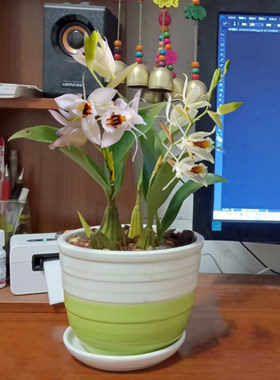 鲜花、花盆、花、兰花