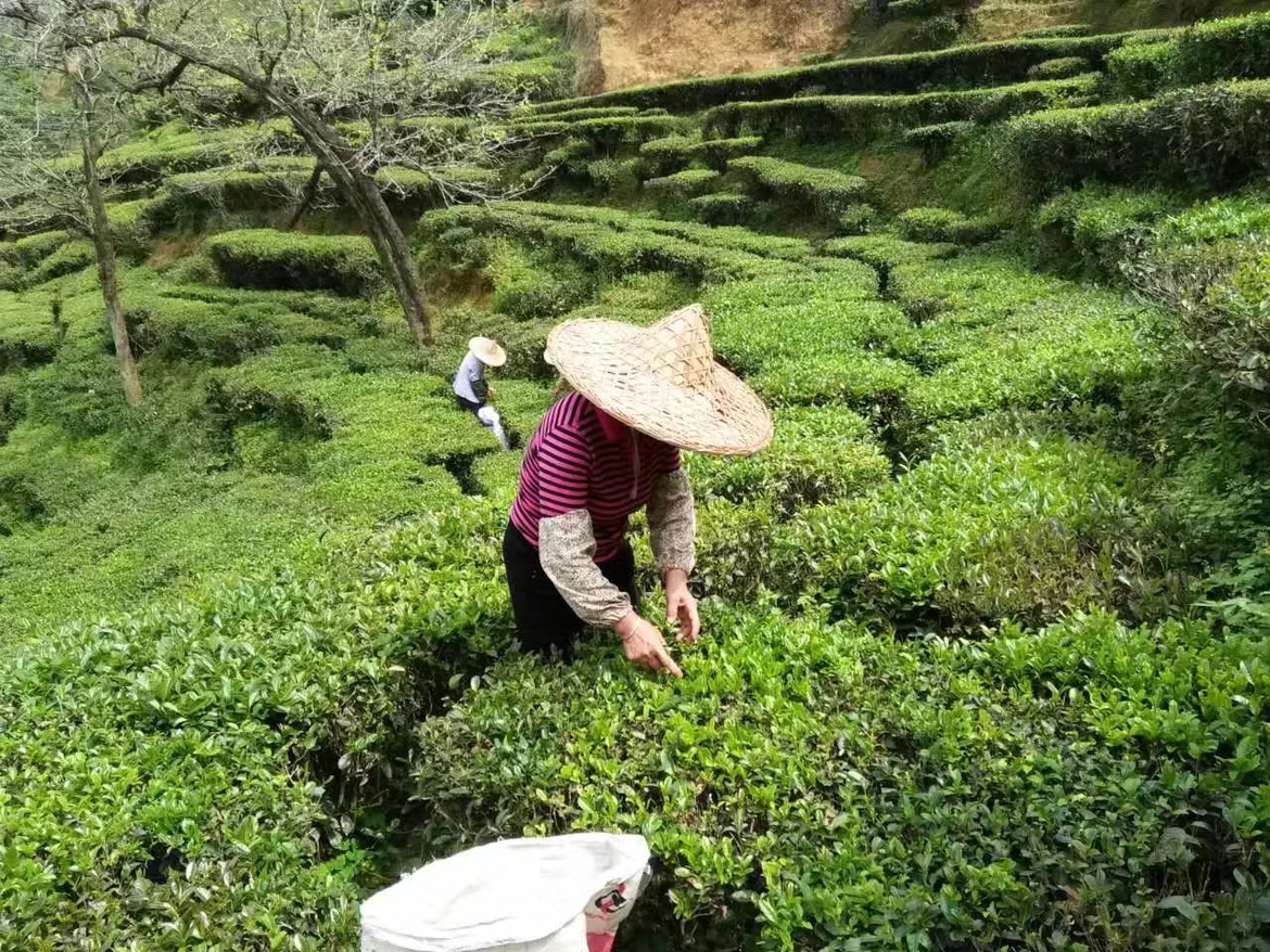 2024蕉岭绿茶黄坑茶客家炒茶明前新茶茶禾花茶产地直销500G包邮