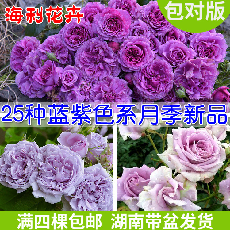 蓝色妖姬蓝紫色系列蓝色天空青金石蓝色绒球海洋之歌月季玫瑰花苗