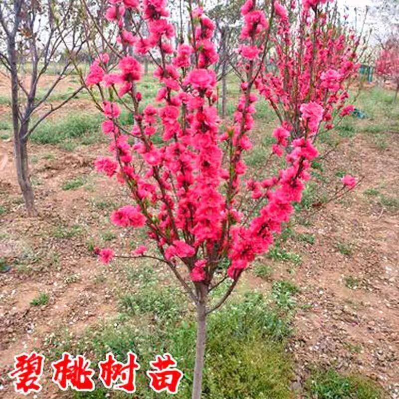 庭院观赏桃花红叶碧桃树苗紫叶碧桃苗工程绿化苗紫叶桃别墅风景树