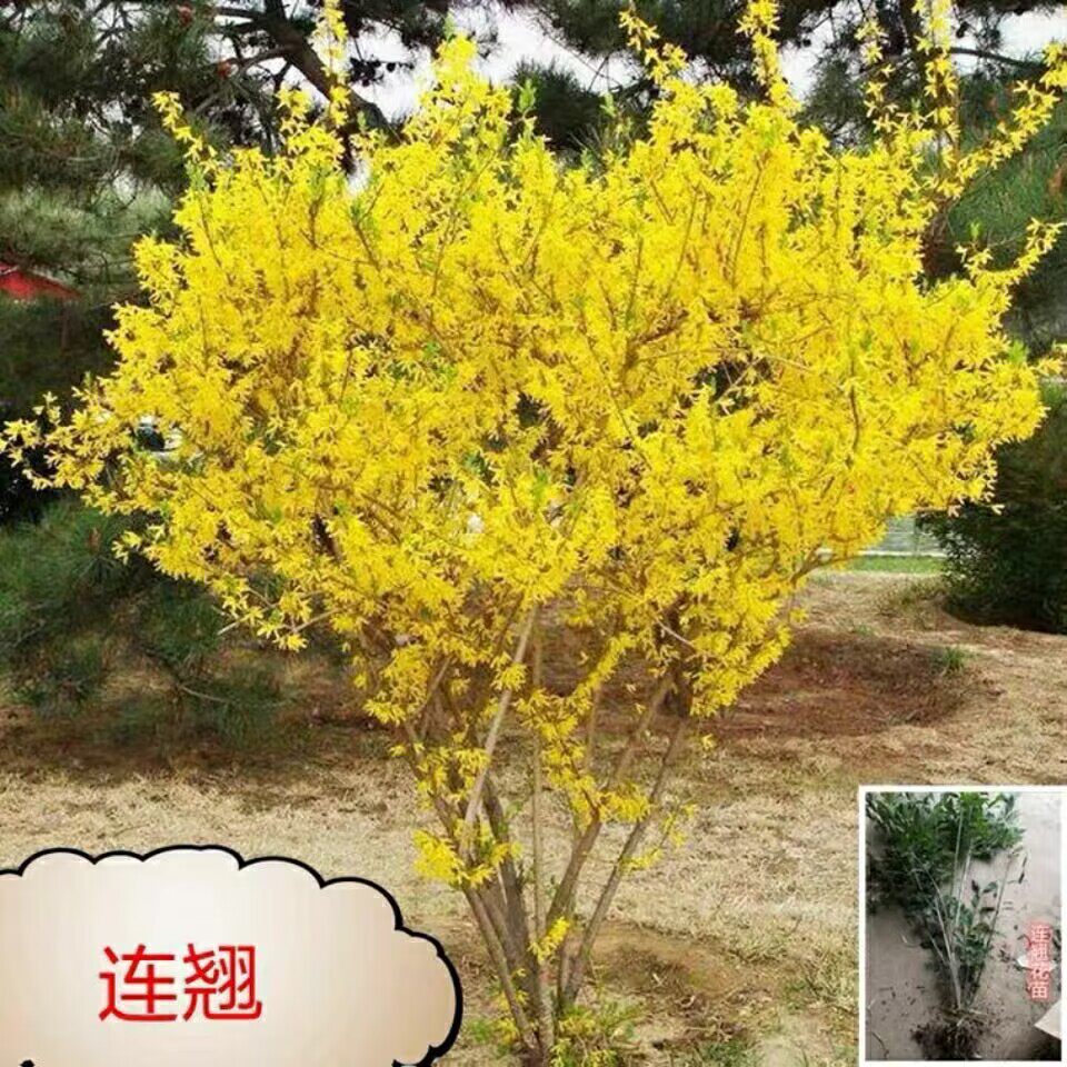 迎春花树苗盆栽迎春花苗庭院绿化耐寒爬藤攀援花卉树状连翘花树苗