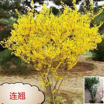 迎春花树苗盆栽迎春花苗庭院绿化耐寒爬藤攀援花卉树状连翘花树苗