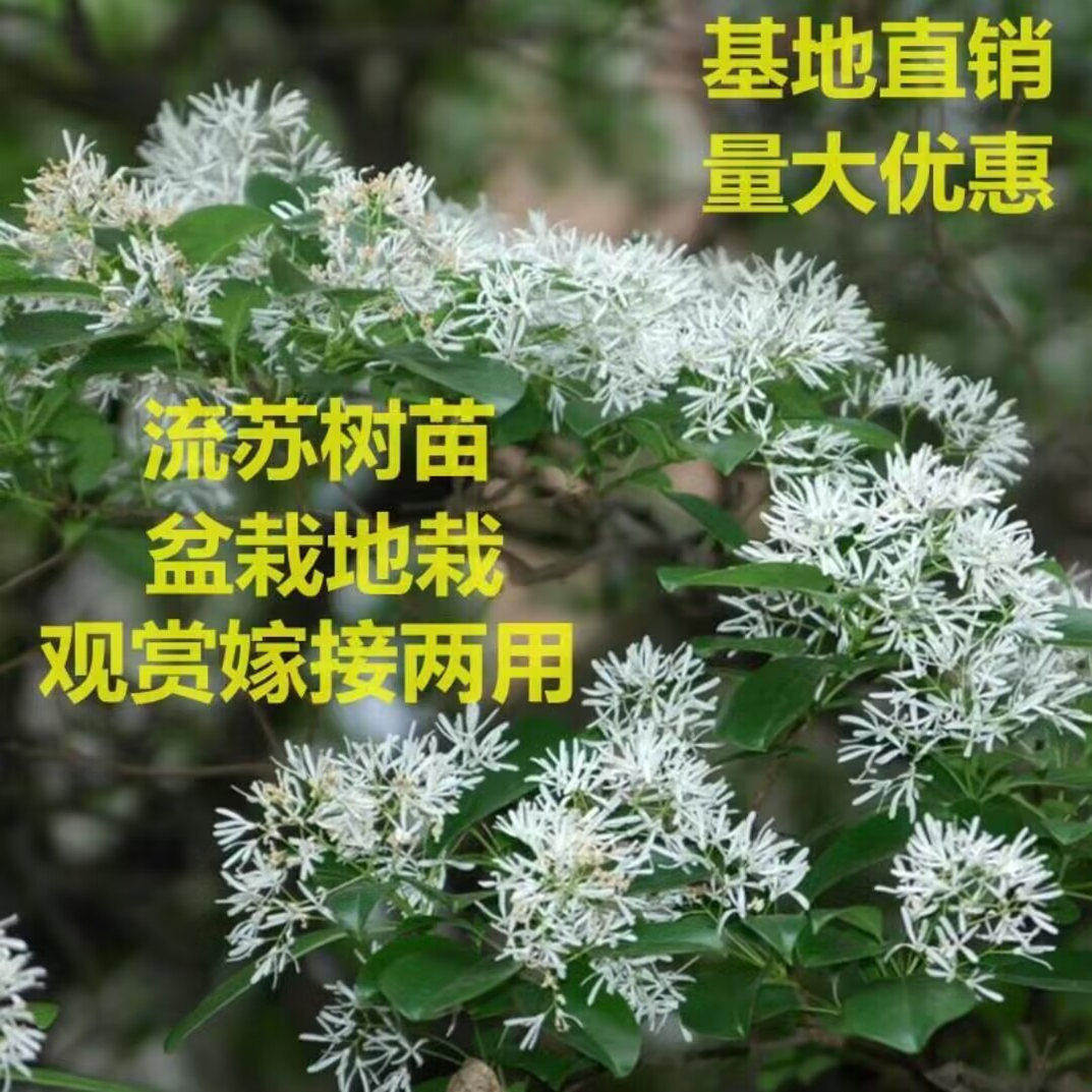 流苏花树苗油根子小苗庭院盆栽耐寒绿化风景树嫁接砧木流苏树