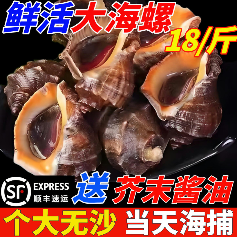 海螺鲜活特大海鲜超大海螺新鲜响螺现发花螺水产海鲜商用顺丰包邮