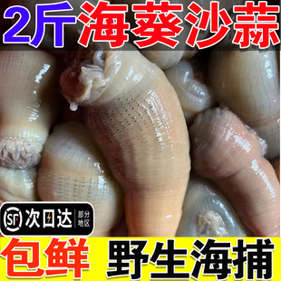 新鲜沙蒜海葵野生海捕鲜活冷冻2斤海肠海菊花根沙蒜豆面食材商用