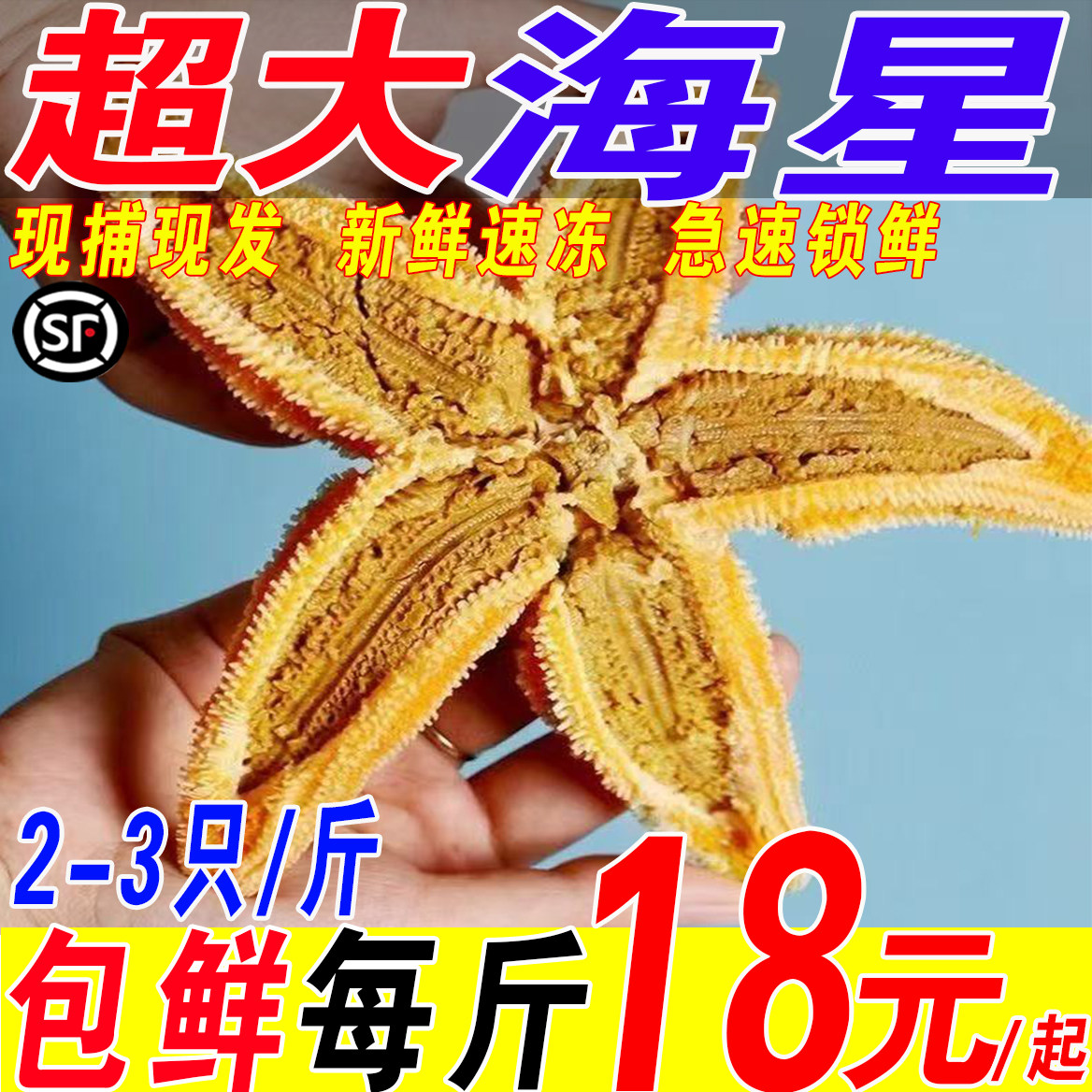 野生海捕速冻满籽五角星海星
