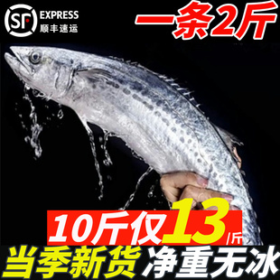 大鲅鱼新鲜活鲐鲅鱼马鲛鱼大整条冷冻青花鱼马友鱼海鲜马交鱼批发