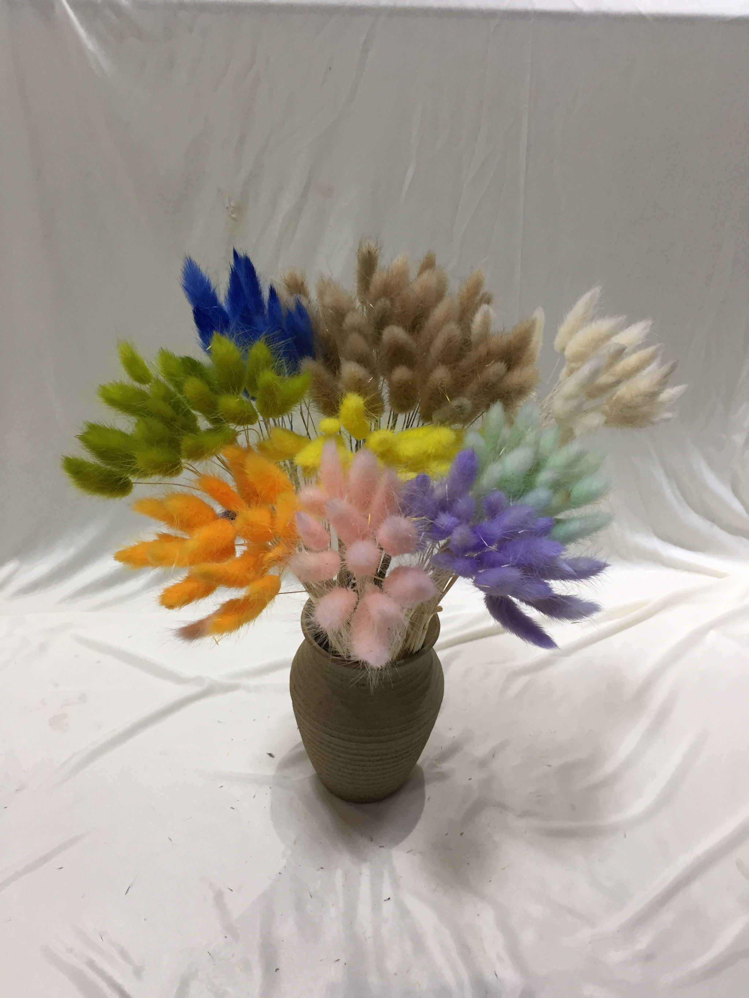 云南七彩兔尾草永生花