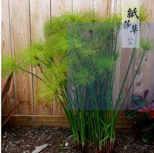 池塘用苗 湿地景观 水生绿化造景净化改善水质挺水植物 纸莎草