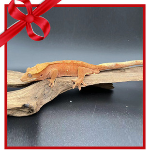 睫角波点双红公有一点翘尾28克