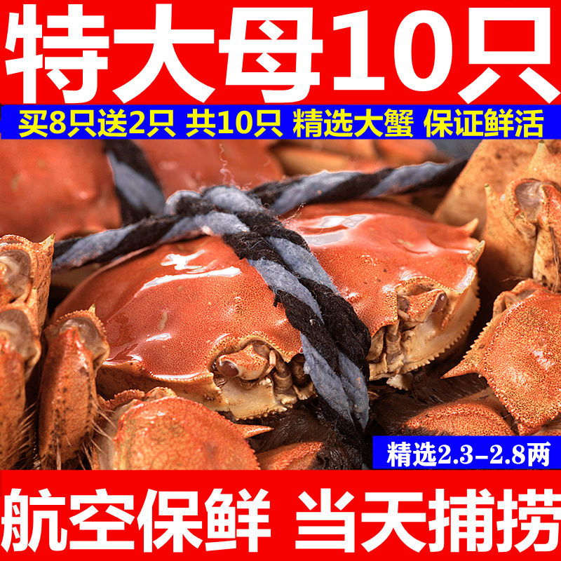 苏州净重10只2.5-3两全母蟹活蟹现货大闸蟹鲜活螃蟹特大礼盒湖蟹