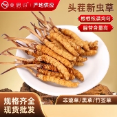 精选本草生态繁育虫草冻干对足明显西藏那曲青海玉树冬虫夏草