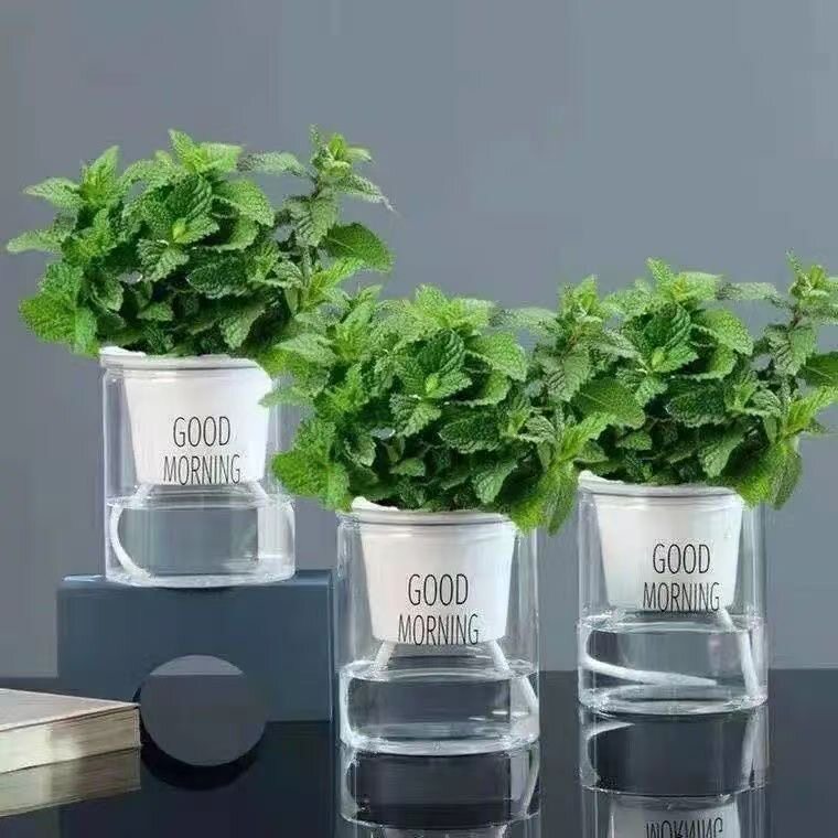 柠檬薄荷盆栽新鲜可食用薄荷叶苗驱蚊草水培好养花卉室内绿植物