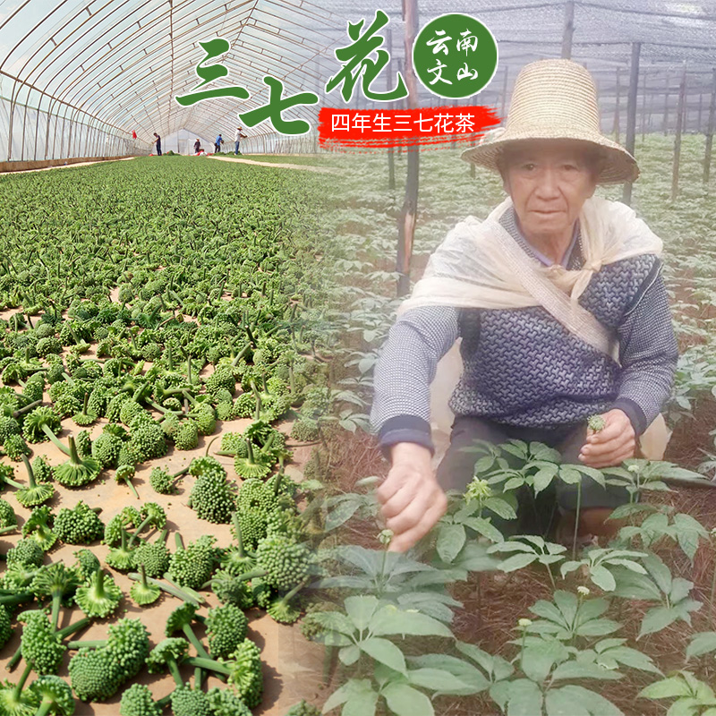 2025新花文山三七花赵老爹原生态4三七花茶纯天然农家四年田七花