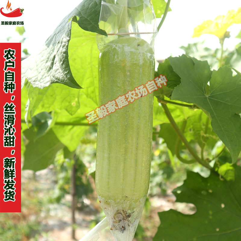 湖南本地白玉丝瓜农户自种现摘