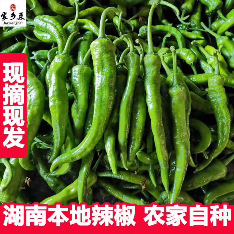 湖南辣椒新鲜农家自种薄皮土辣椒湖南本地皱皮辣椒新鲜应季蔬菜