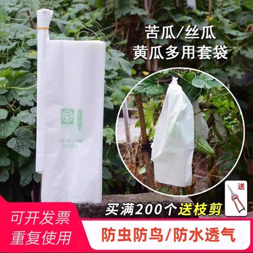 丝瓜黄瓜青瓜苦瓜套袋瓜果蔬菜