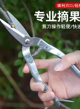 不锈钢平口果剪采沙糖桔沃柑桔大小黄剪圆头多功能花果剪刀修枝剪