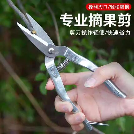 不锈钢平口果剪采沙糖桔沃柑桔大小黄剪圆头多功能花果剪刀修枝剪