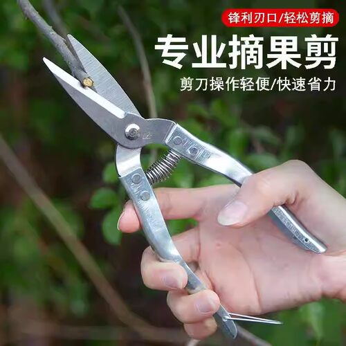 不锈钢平口果剪采沙糖桔沃柑桔大小黄剪圆头多功能花果剪刀修枝剪